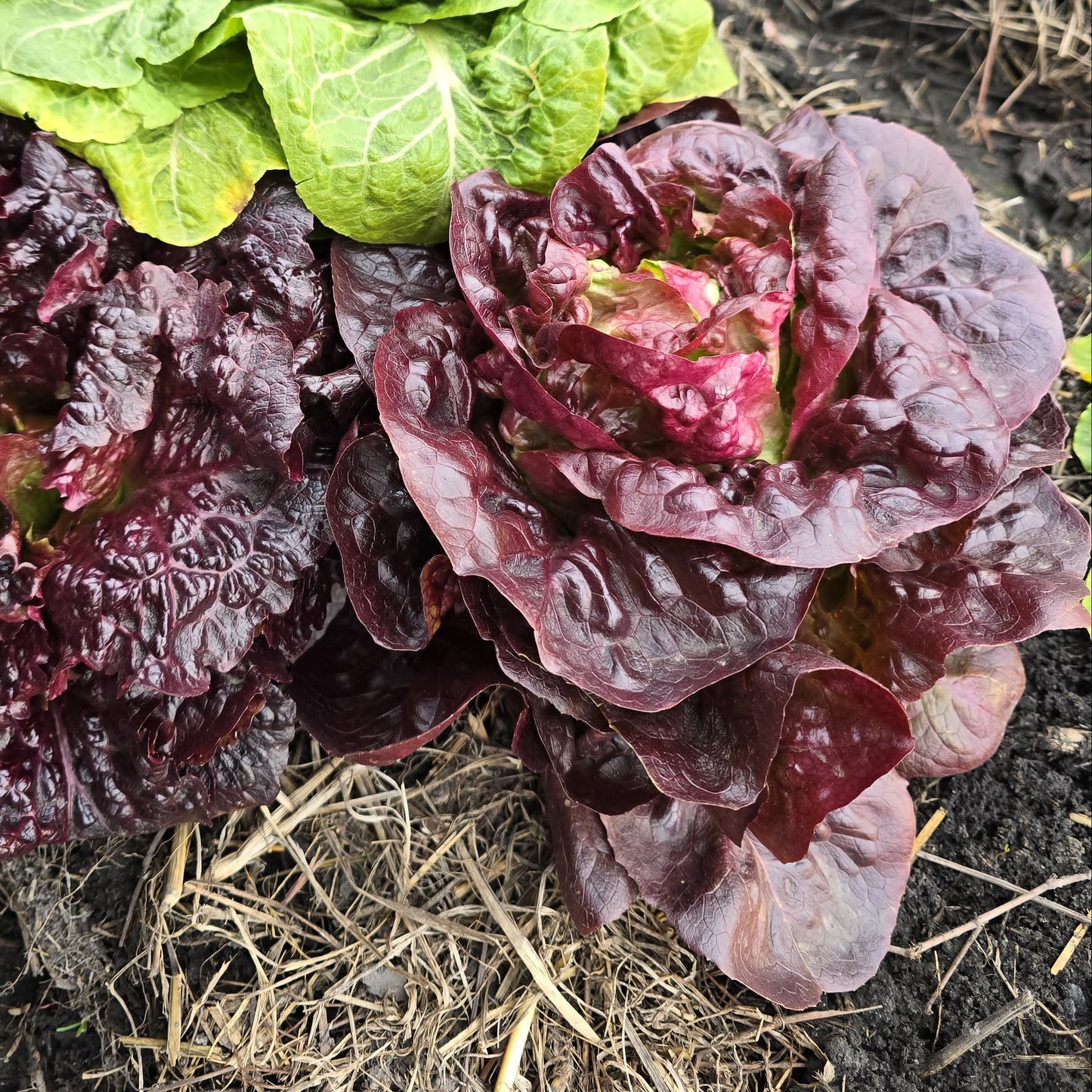 Lechuga Española Roja
