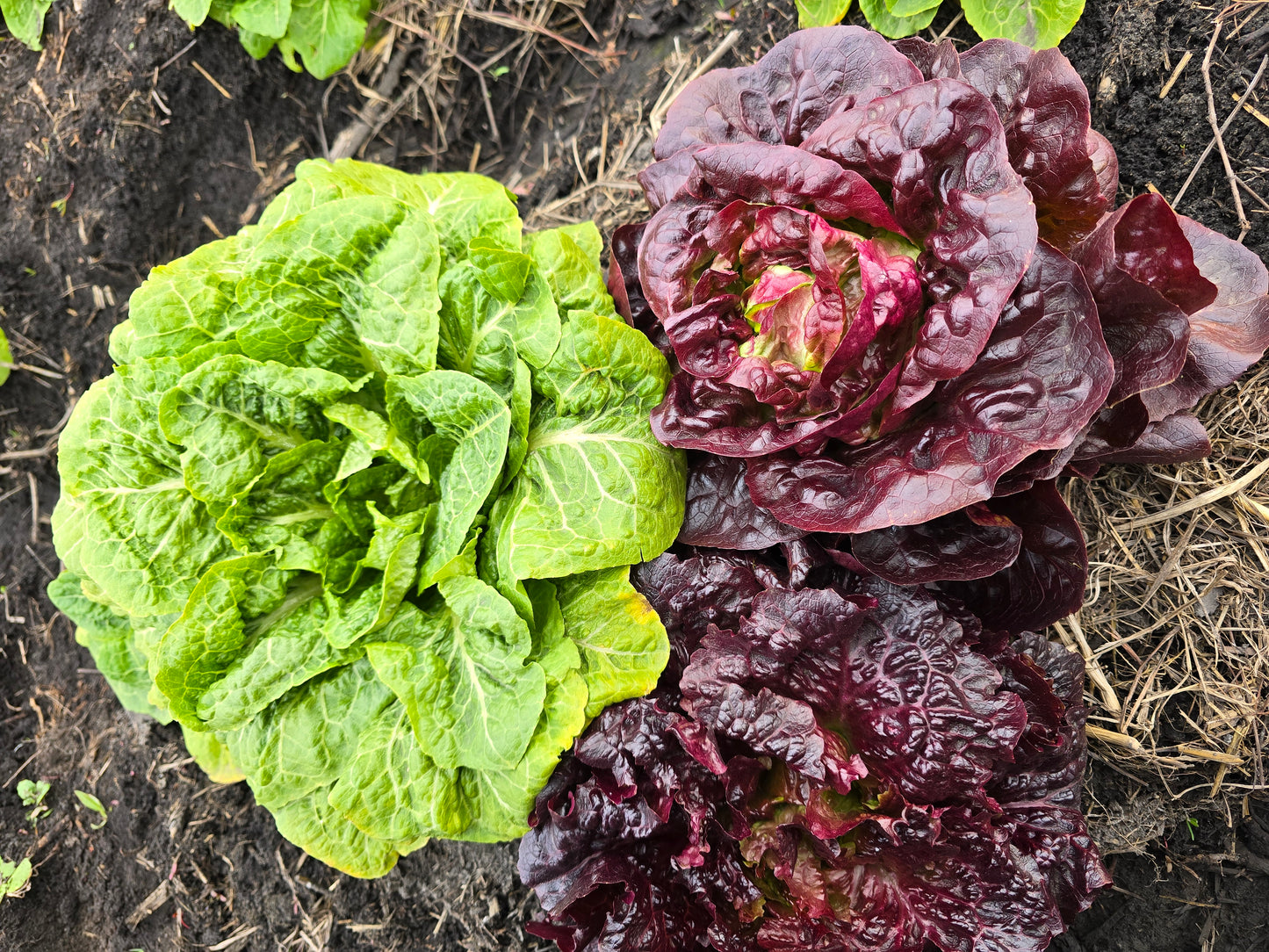 Lechuga Española Roja