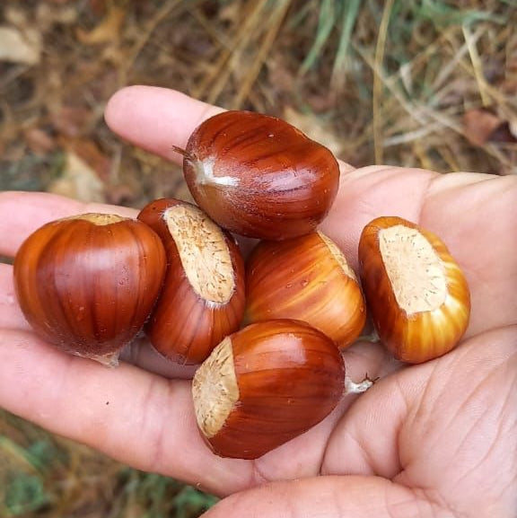 Castañas (1kg)