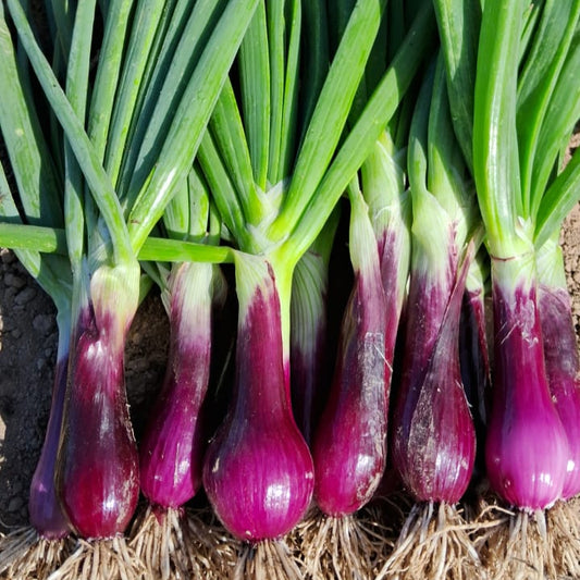 Cebollín Morado (unidad)