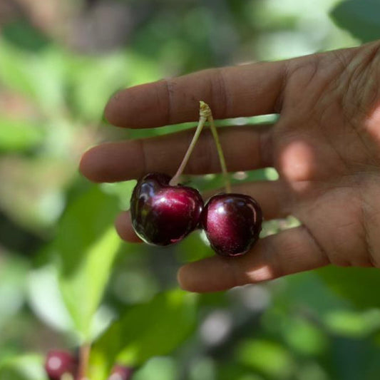 Cerezas de Montaña (1kg)