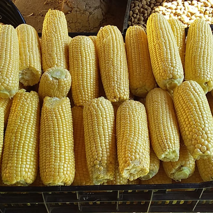 Choclo Dulce (unidad)