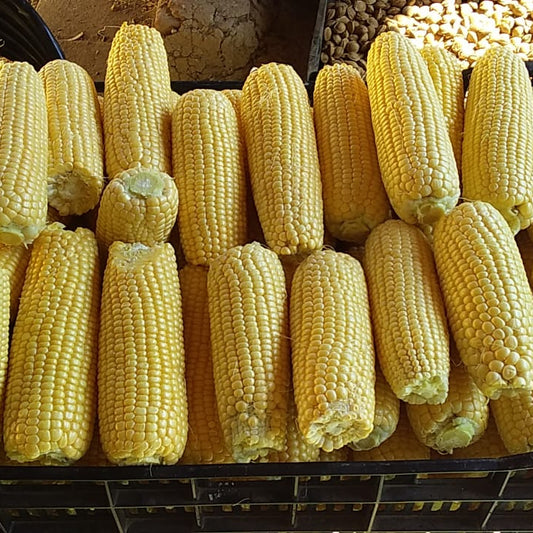 Choclo Dulce (unidad)