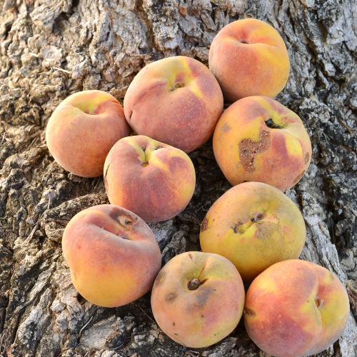 Tuti Fruti de Temporada