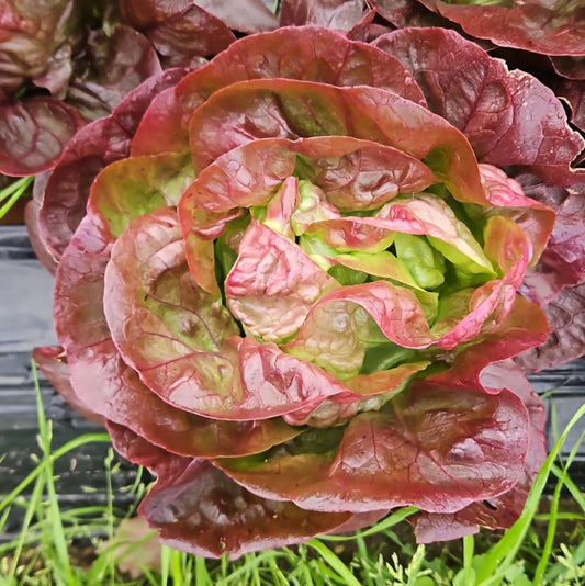 Lechuga Española Morada