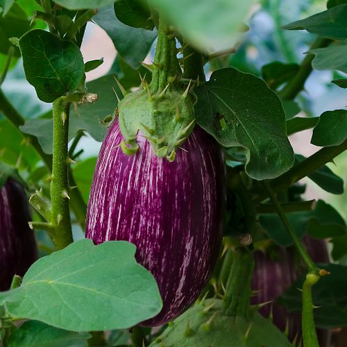 Berenjena Gandia (unidad)