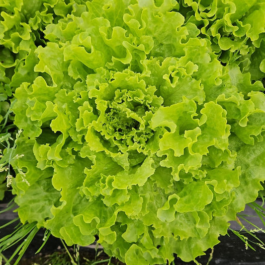 Lechuga Crespa