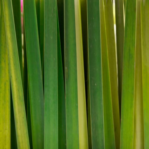 Lemongrass (50g)