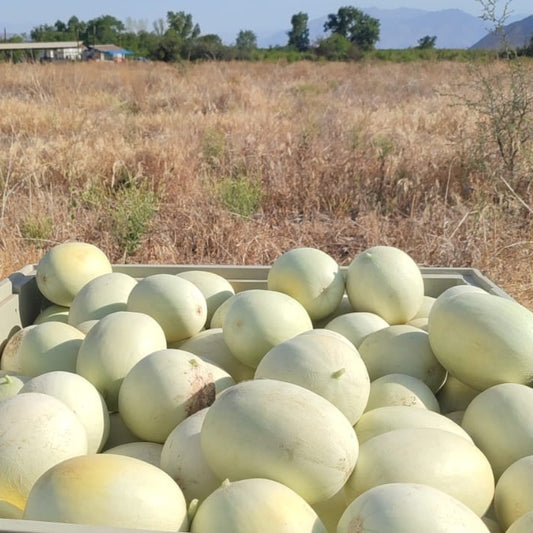 Melón Tuna