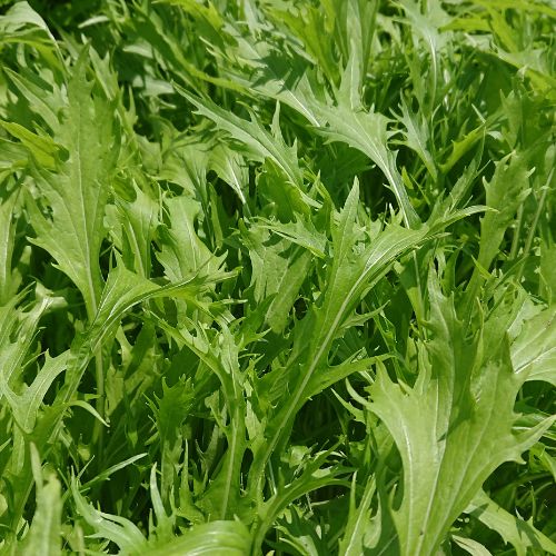 Mizuna (150g)