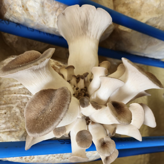 Champiñón Ostra Perla Negra (150g)