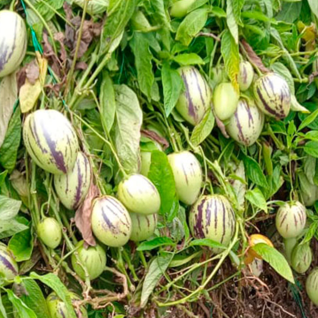 Pepino Fruta (Kilo)