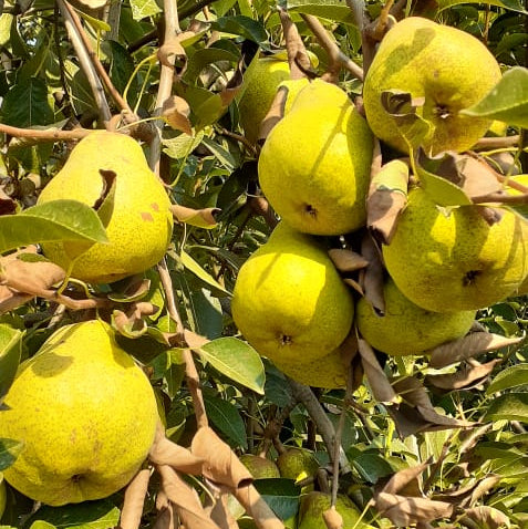 Tuti Fruti de Temporada