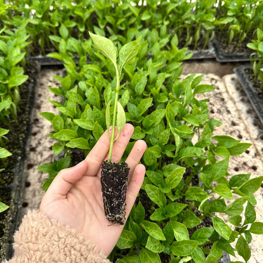 Plantín Pimiento Verde
