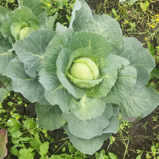 Repollo Verde (unidad)