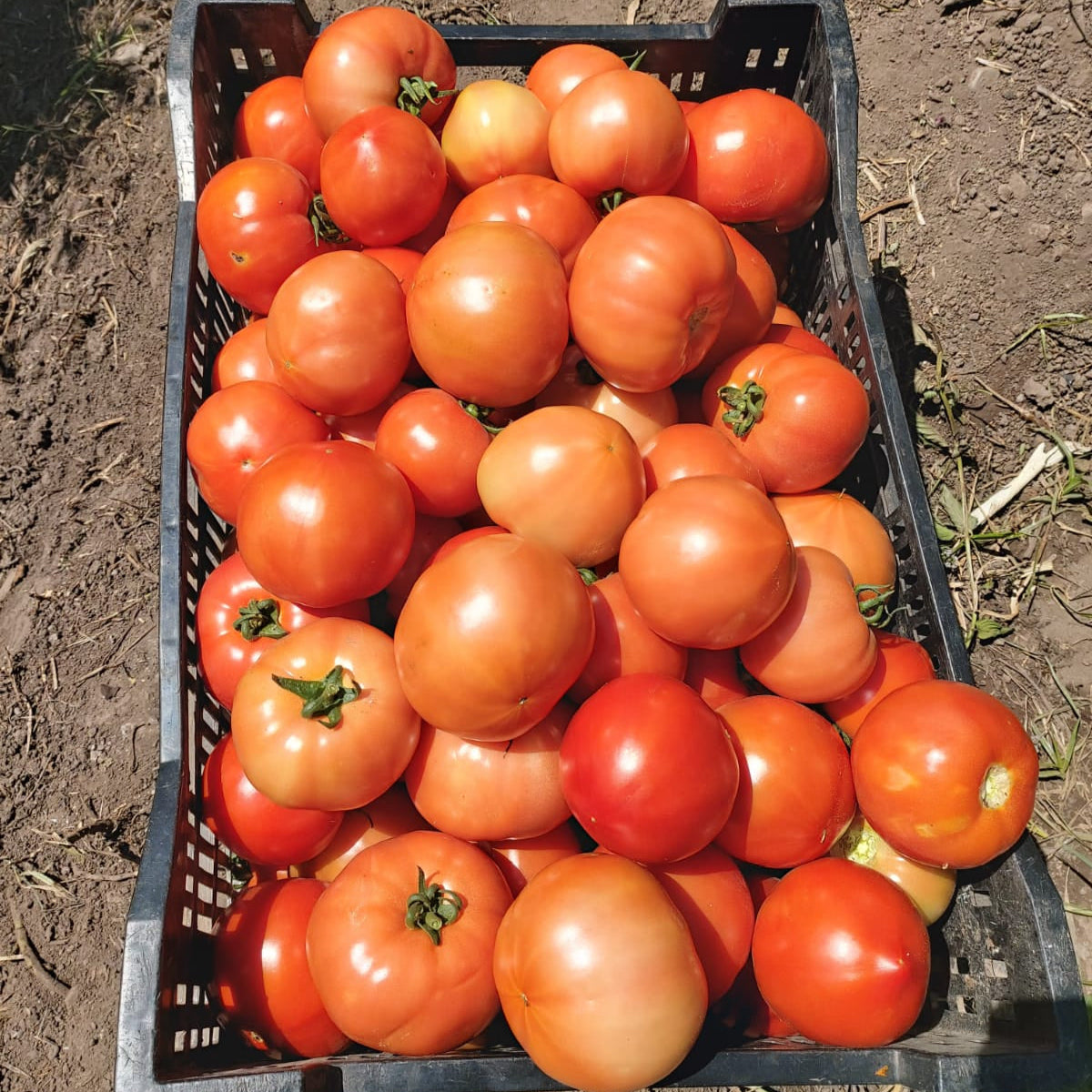 Tomate de Campo (3Kg)