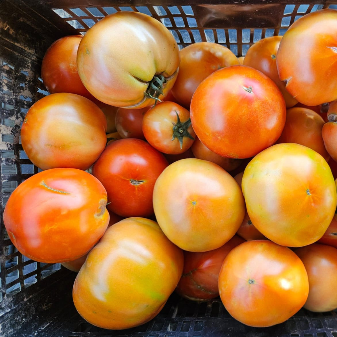 Tomate de Campo (3Kg)
