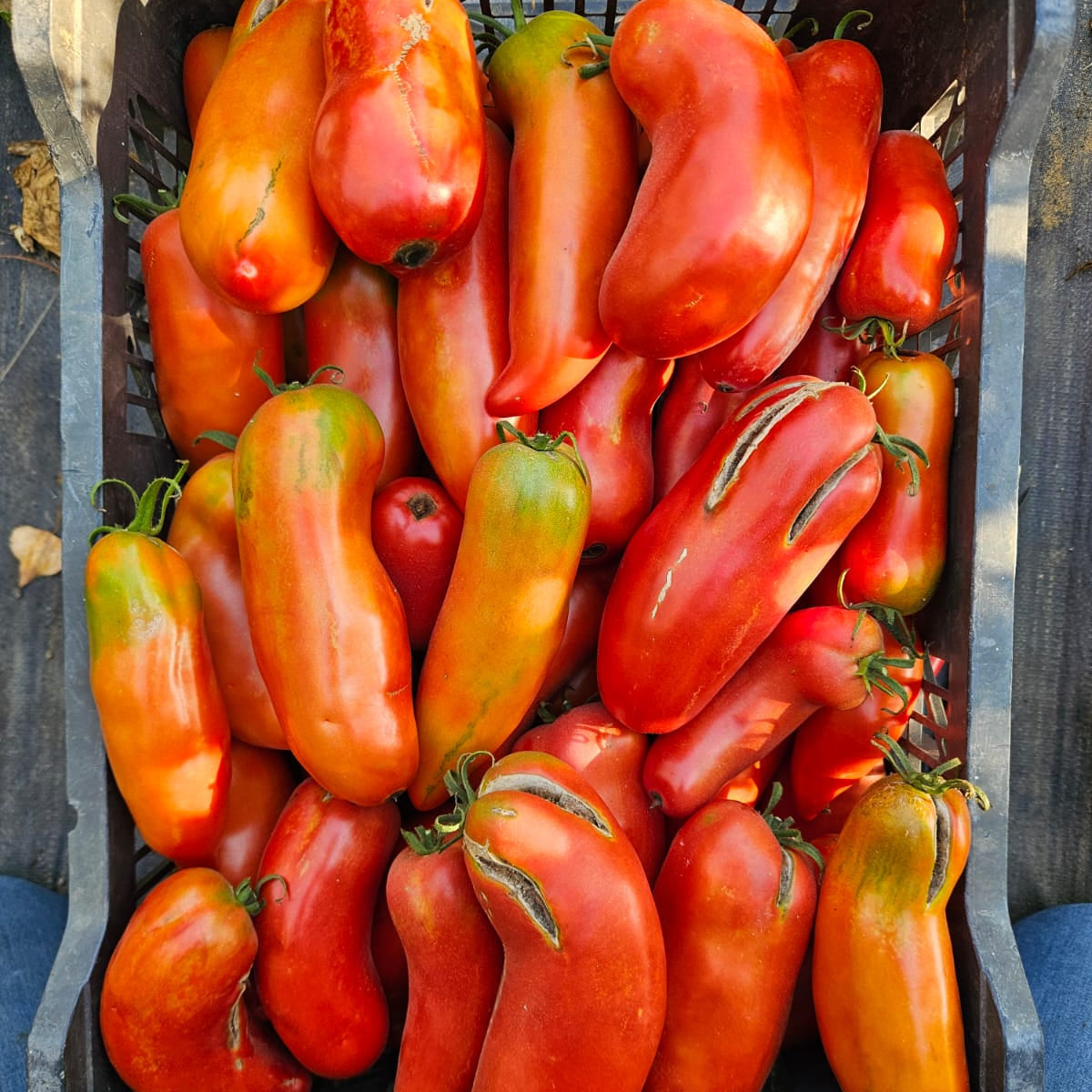 PROMO Tomate PERA (3Kg)